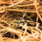 blog needle haystack 9545705 142q